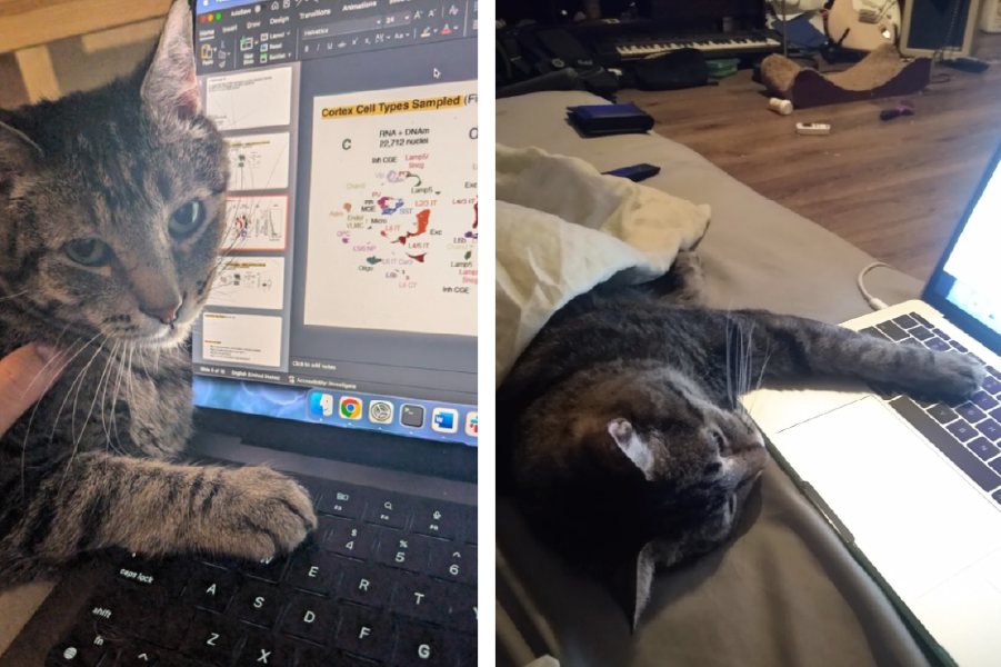 Cats loving the computer